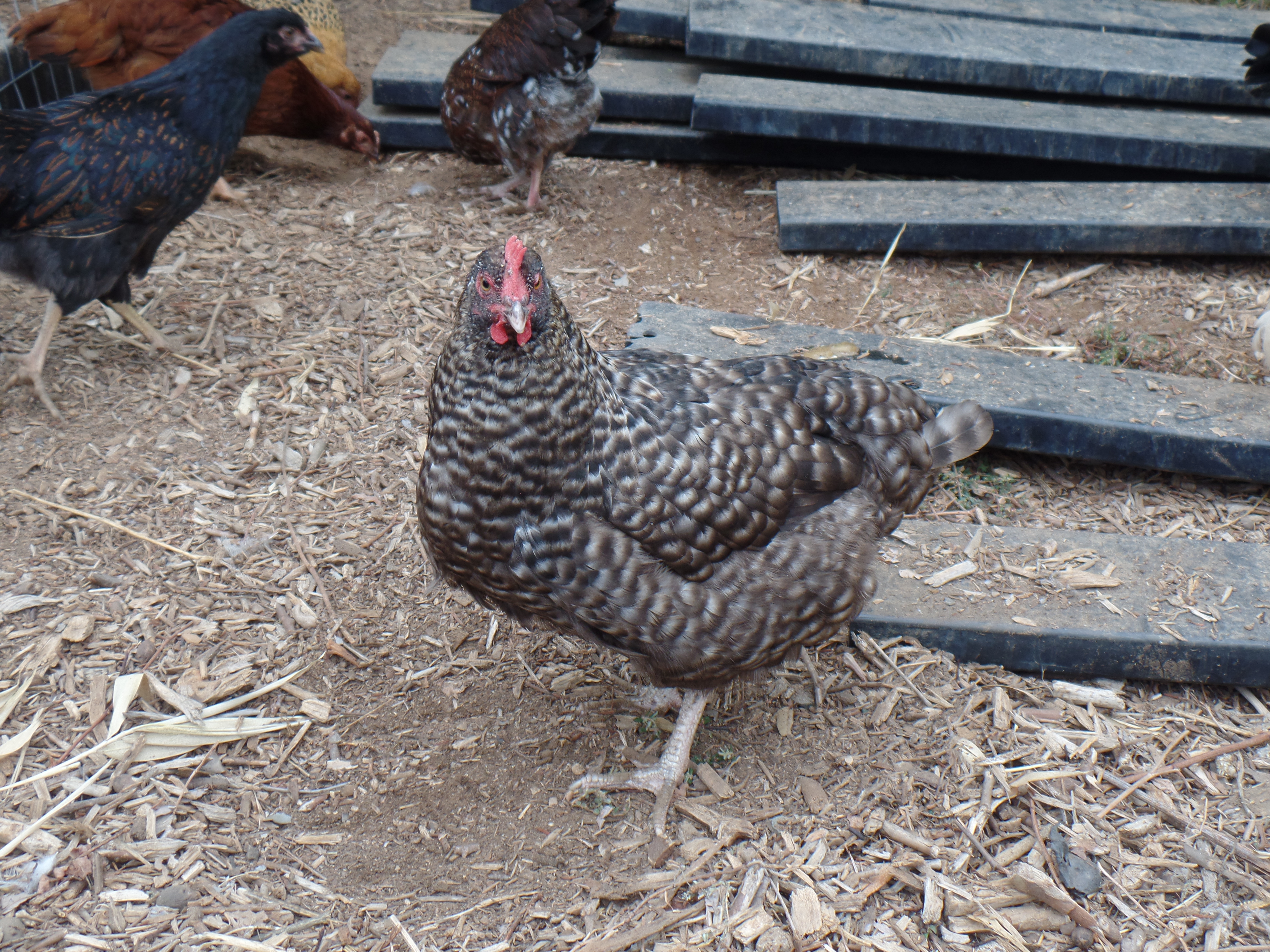 SAMSUNG CAMERA PICTURES